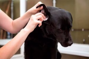 limpiando el oido del perro