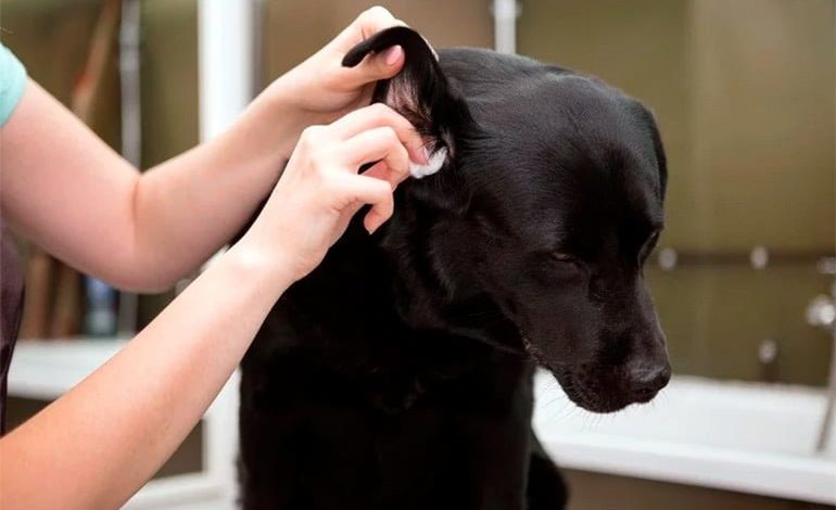Matrona dividir En necesidad de Cómo limpiar los oídos de un Perro - Paso a paso