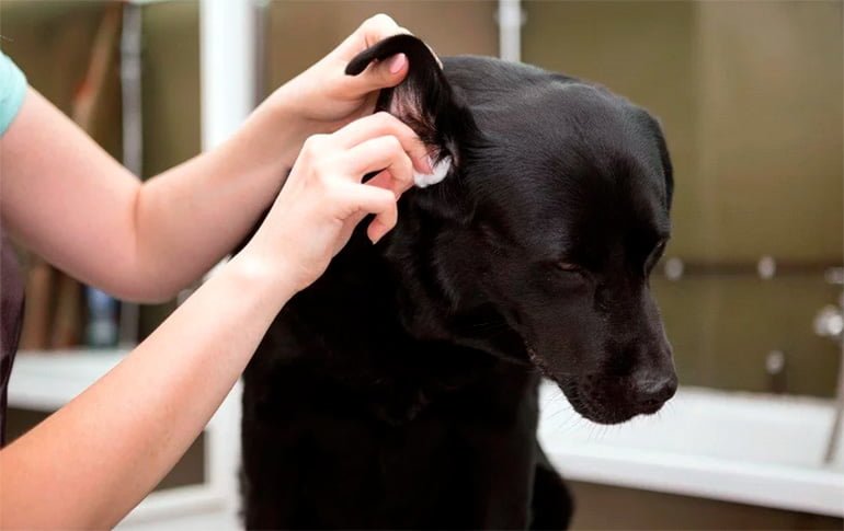 limpiando el oido del perro
