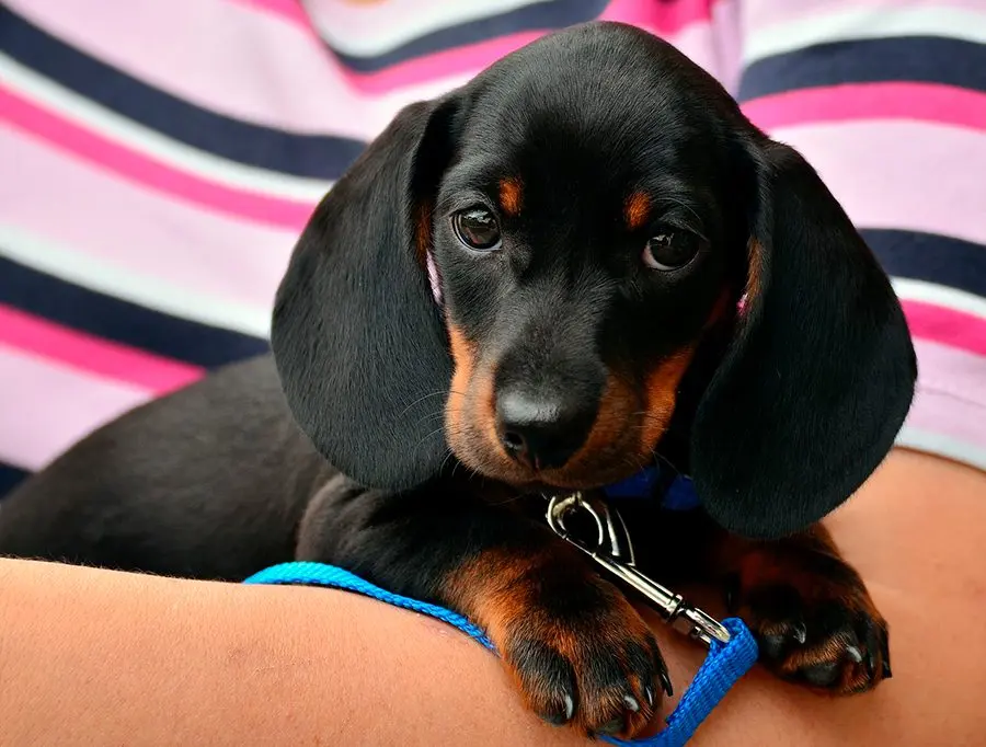 Quiero un perro en mi vida ¿Qué necesito saber?