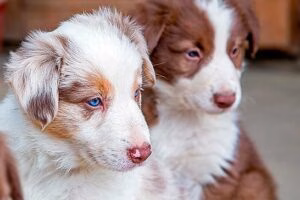 perro