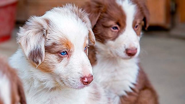 perro