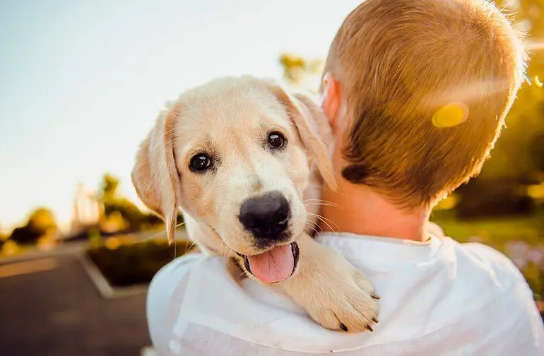 cachorro de perroen brazos de su humano