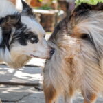perra en celo siendo olida por un perro macho