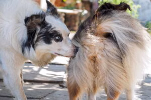 perra en celo siendo olida por un perro macho