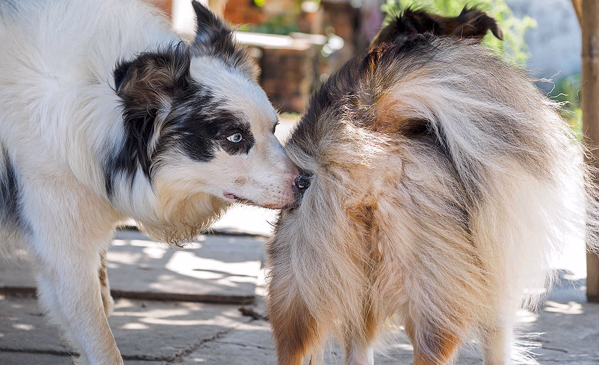 perra en celo siendo olida por un perro macho