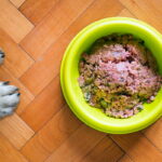 perro ante un cuenco con carne con suplementos nutricionales