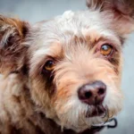 perro diagnosticado de epilepsia con la mirada perdida