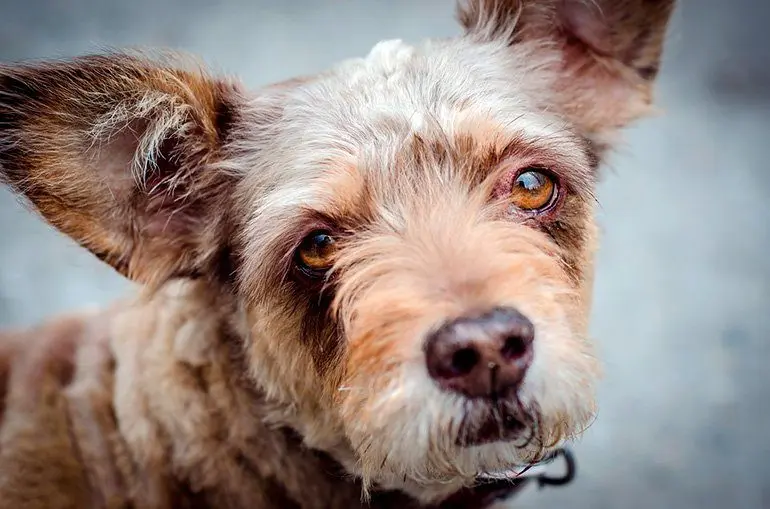 perro diagnosticado de epilepsia con la mirada perdida