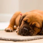 Mi perro se mueve cuando duerme ¿Está soñando?