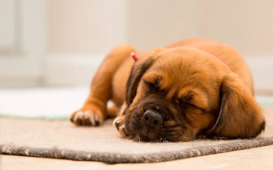 Mi perro se mueve cuando duerme ¿Está soñando?