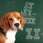 perro en clase