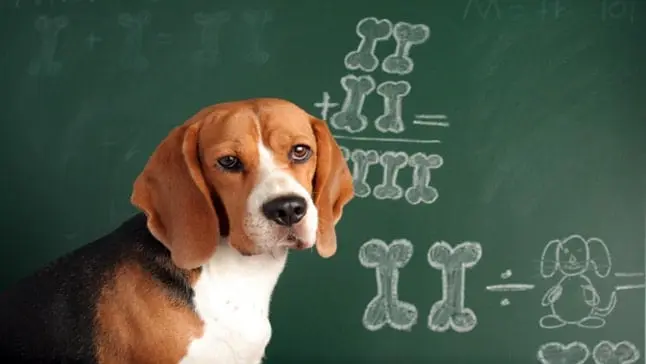 perro en clase