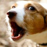 perro ladrando