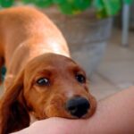 perro me muerde