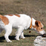 perro oliendo unas heces
