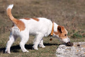 perro oliendo unas heces