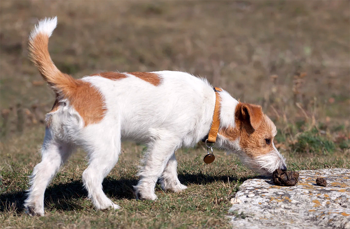 perro oliendo unas heces