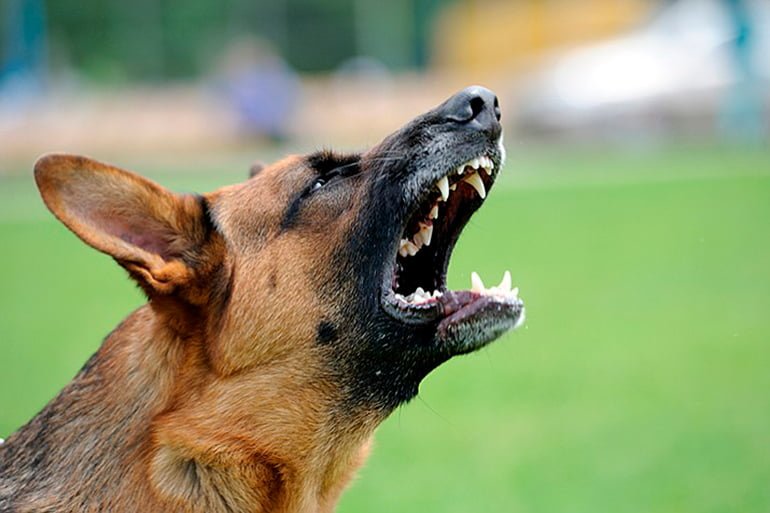 para donar Verter Autorización Consejos para evitar que un perro ladre ¡Funcionan!