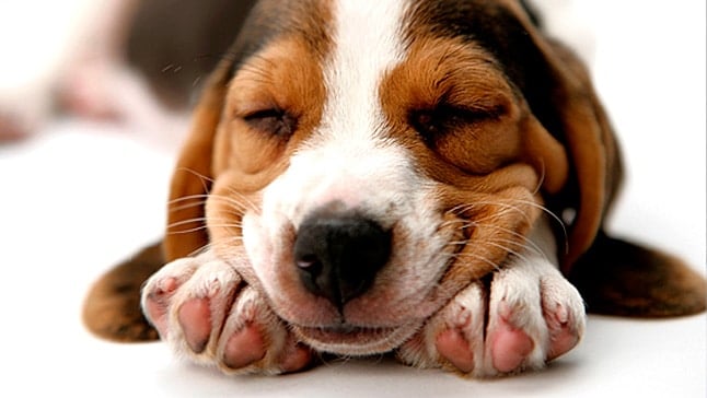 que los perros sueñan diario?