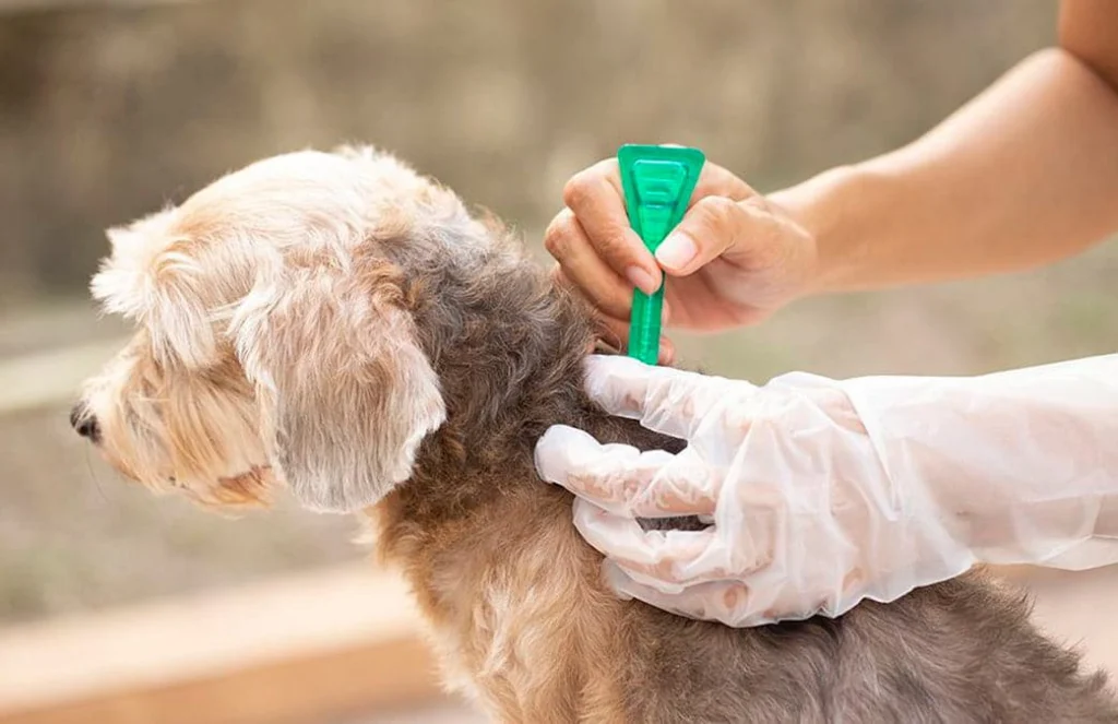 aplicacion de pipeta antiparasitos en un perro