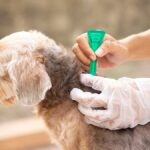 aplicacion de pipeta antiparasitos en un perro