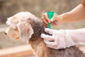 aplicacion de pipeta antiparasitos en un perro