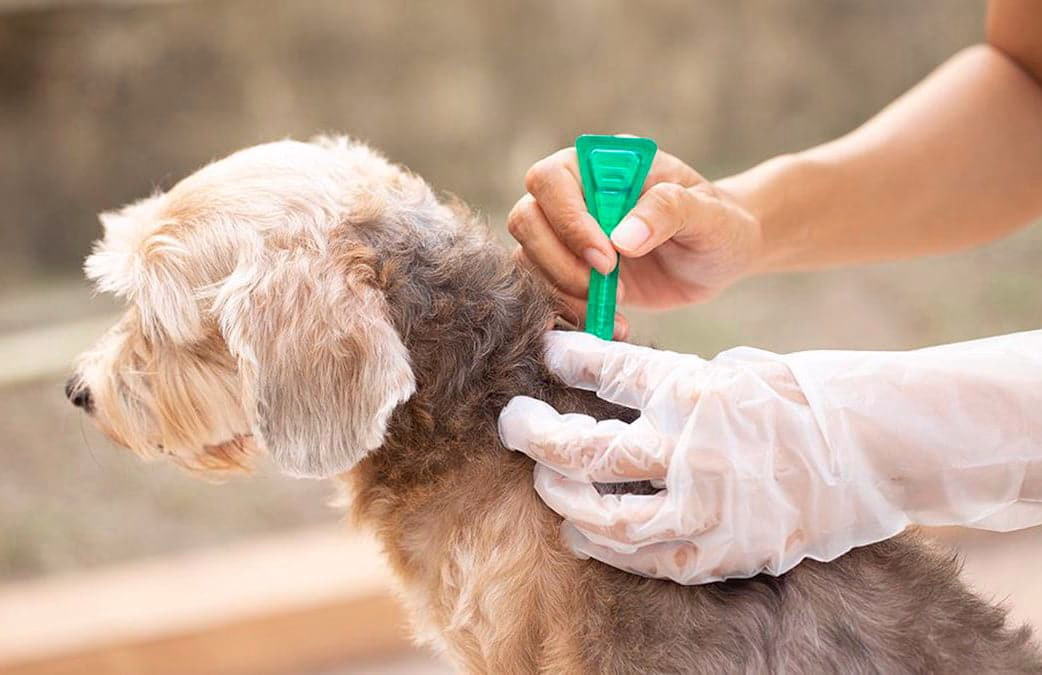 aplicacion de pipeta antiparasitos en un perro