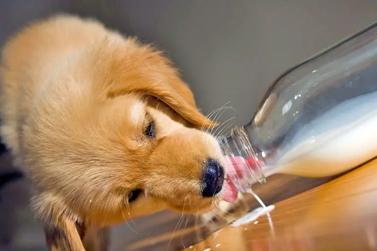 щенок пьёт молоко из бутылки