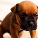 cachorro de boxer