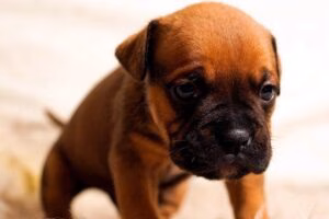 cachorro de boxer