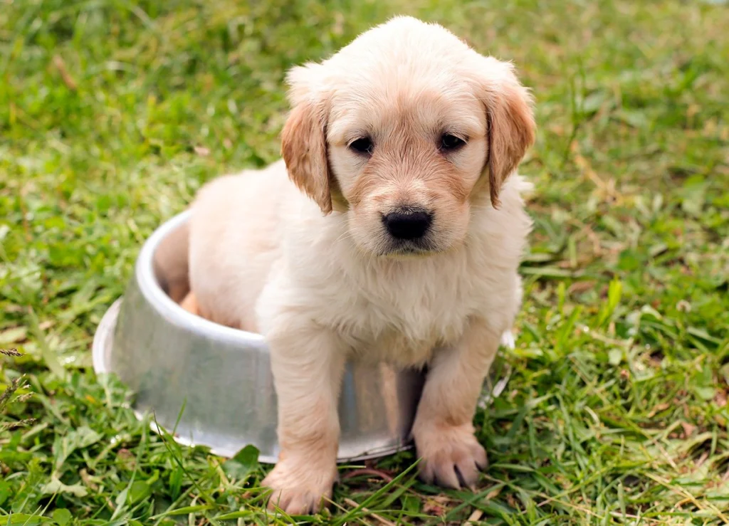 cachorro de perro sobre su comedero