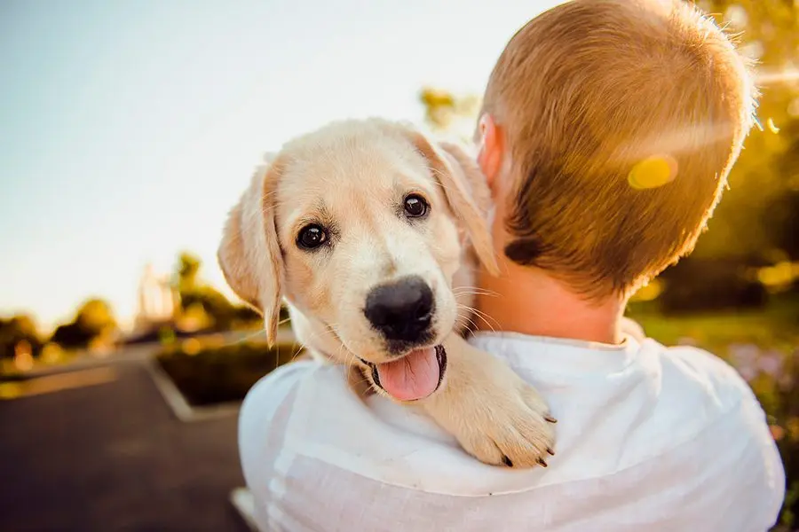 Qué hacer antes y después de adoptar un perro
