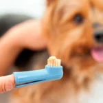 limpiar dientes perro