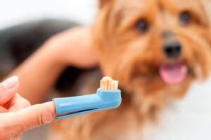 limpiar dientes perro