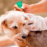 liquido antipulgas para perros