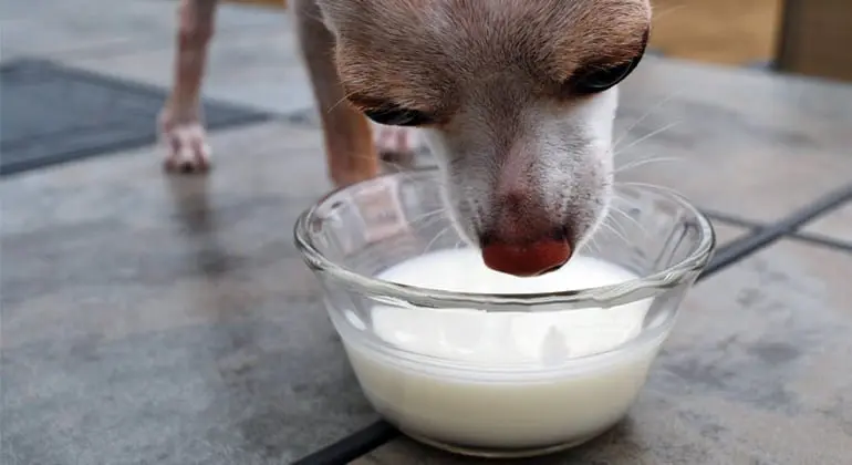 щенок перед миской молока