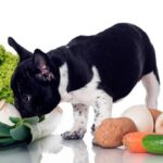 perro con comida