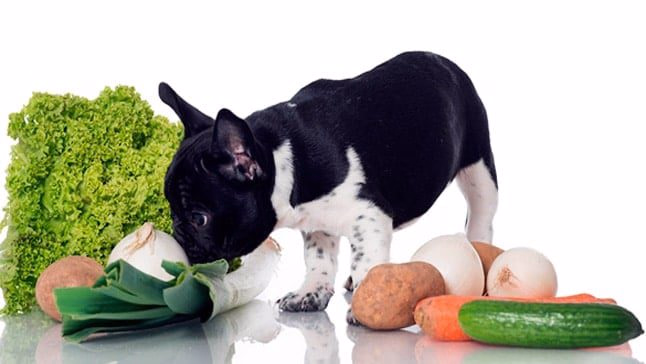 perro con comida
