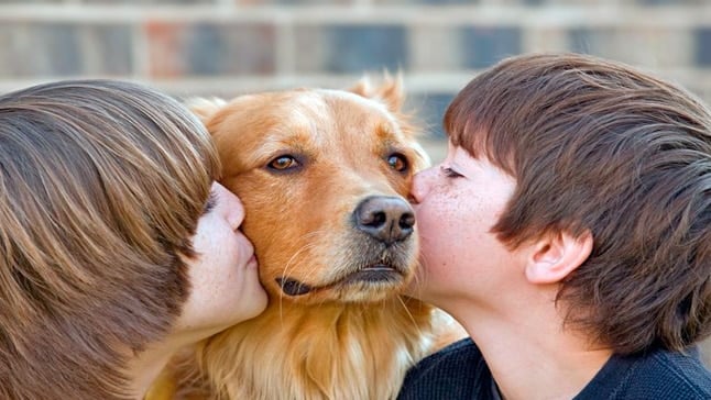 abrazo Inactividad Pebish Razas de perros para Niños - Las mejores por su temperamento con ellos