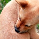 perro con pulgas rascandose