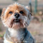 perro despues de defecar diarrea