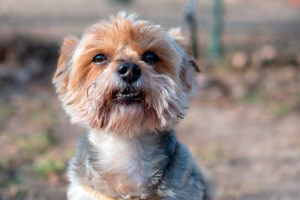 perro despues de defecar diarrea