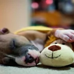 perro durmiendo