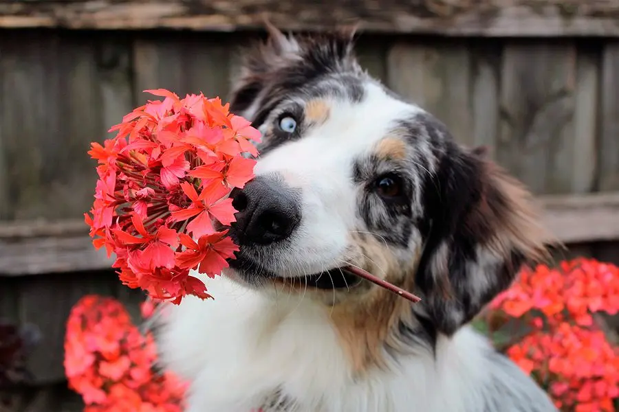 Plantas tóxicas para los perros