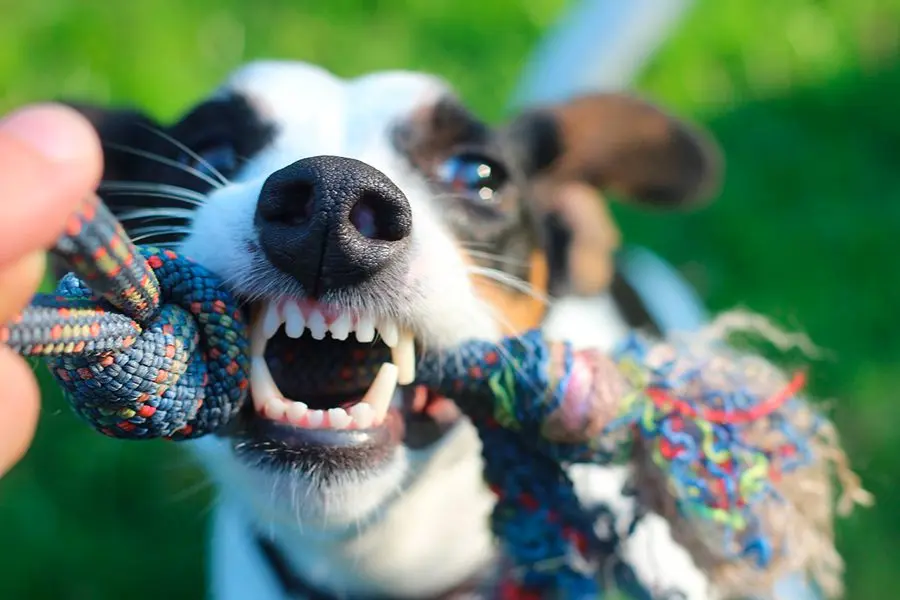 ¿Cuantos dientes tiene un perro?