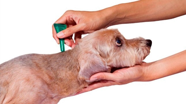 Efectos secundarios de las pipetas para perros (Intoxicación)