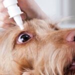 poner gotas en ojo de perro