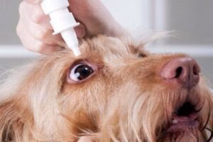 poner gotas en ojo de perro
