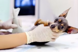 perro preparado para una ecografia